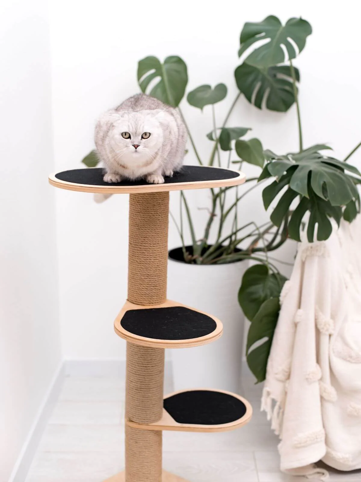 Cat Climbing Tower - Image 8